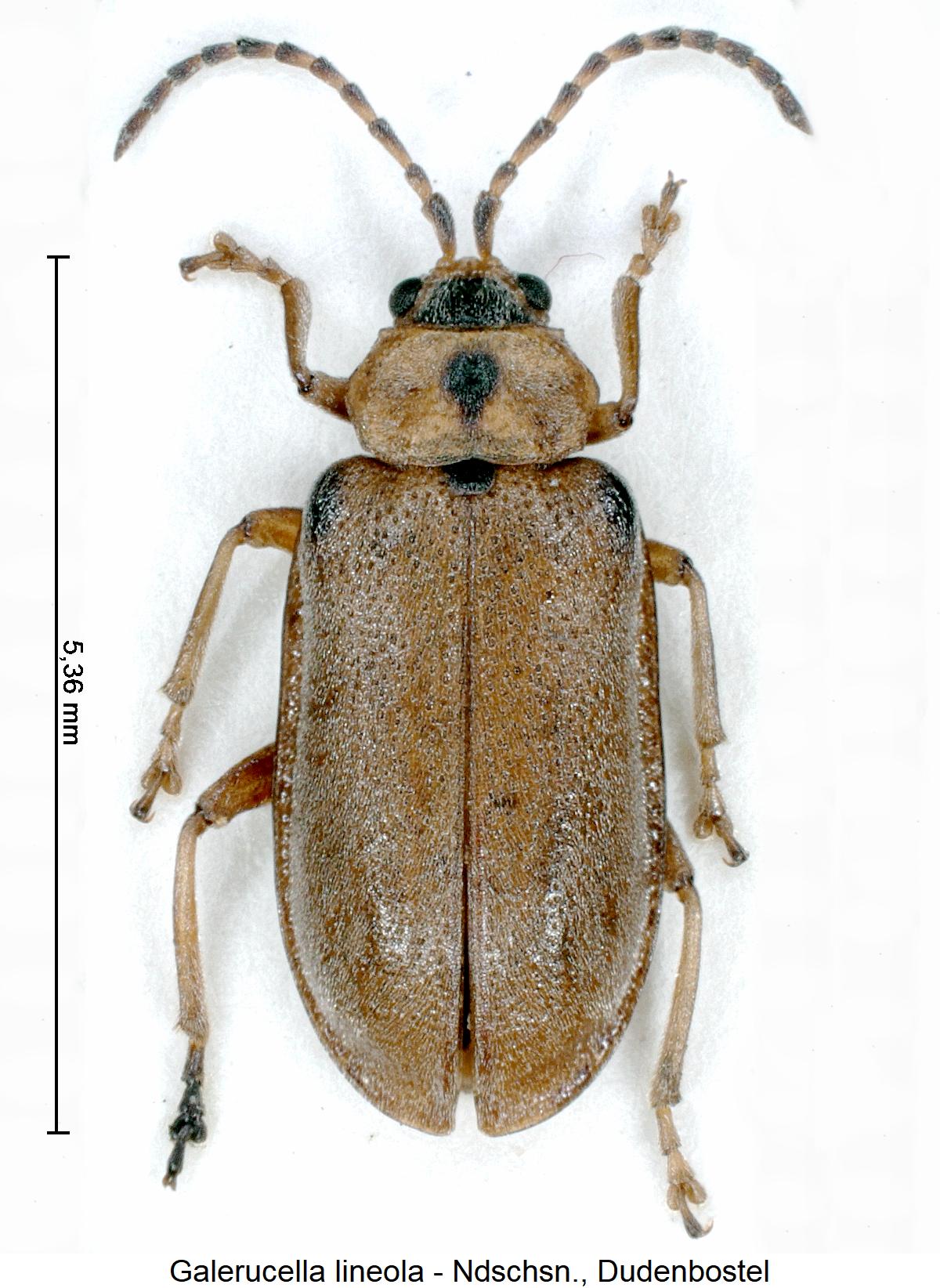 galerucella_lineola_hab.jpg