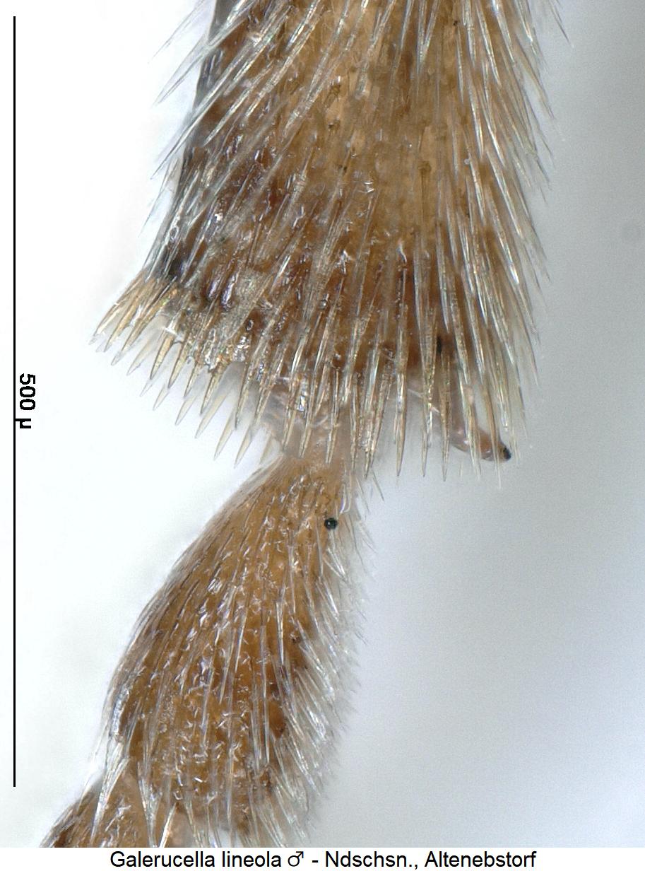 galerucella_lineola_m_mschn.jpg