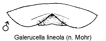 galerucella_lineola_ster.gif