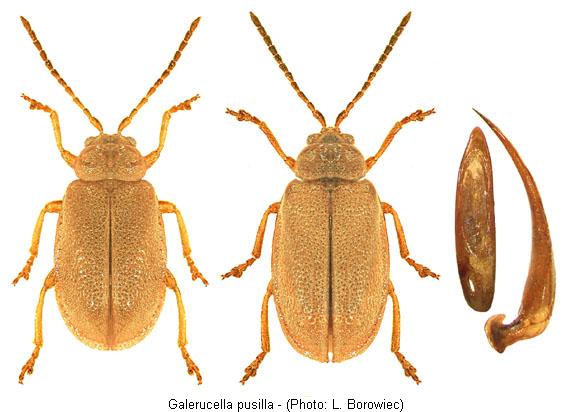 galerucella_pusilla.jpg