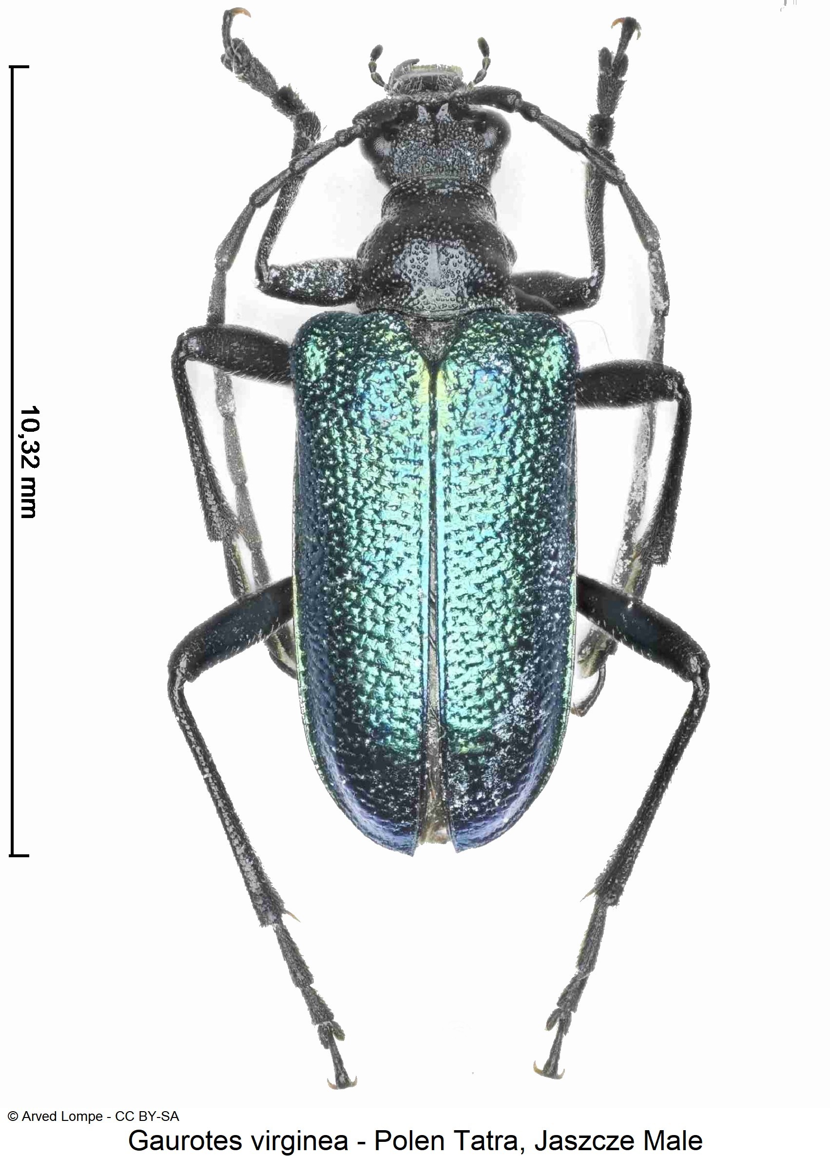 gaurotes_virginea_hab.jpg