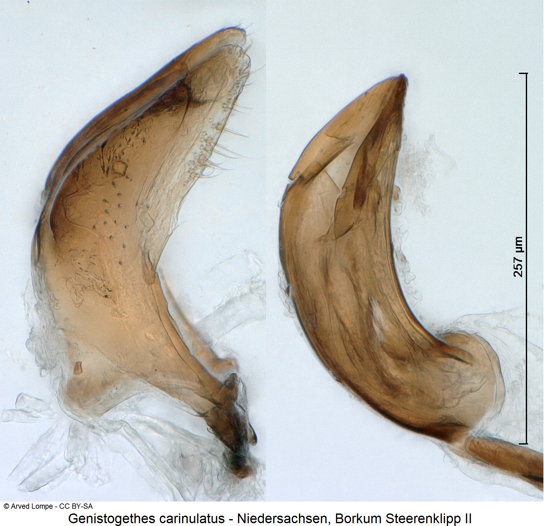 genistogethes_carinulatus_ck33132731_sa.jpg