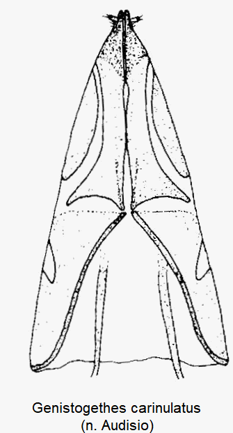 genistogethes_carinulatus_ovi.gif