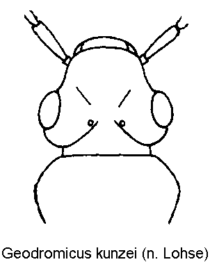 geodromicus_kunzei_k.gif
