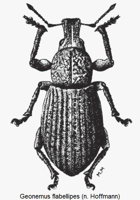 geonemus_flabellipes_hab.gif
