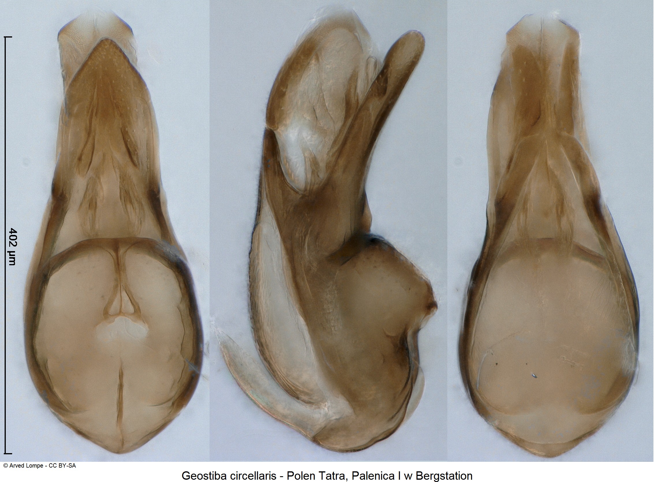 geostiba_circellaris.jpg