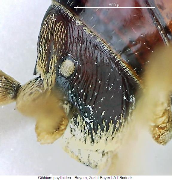 gibbium_psylloides_ksa.jpg