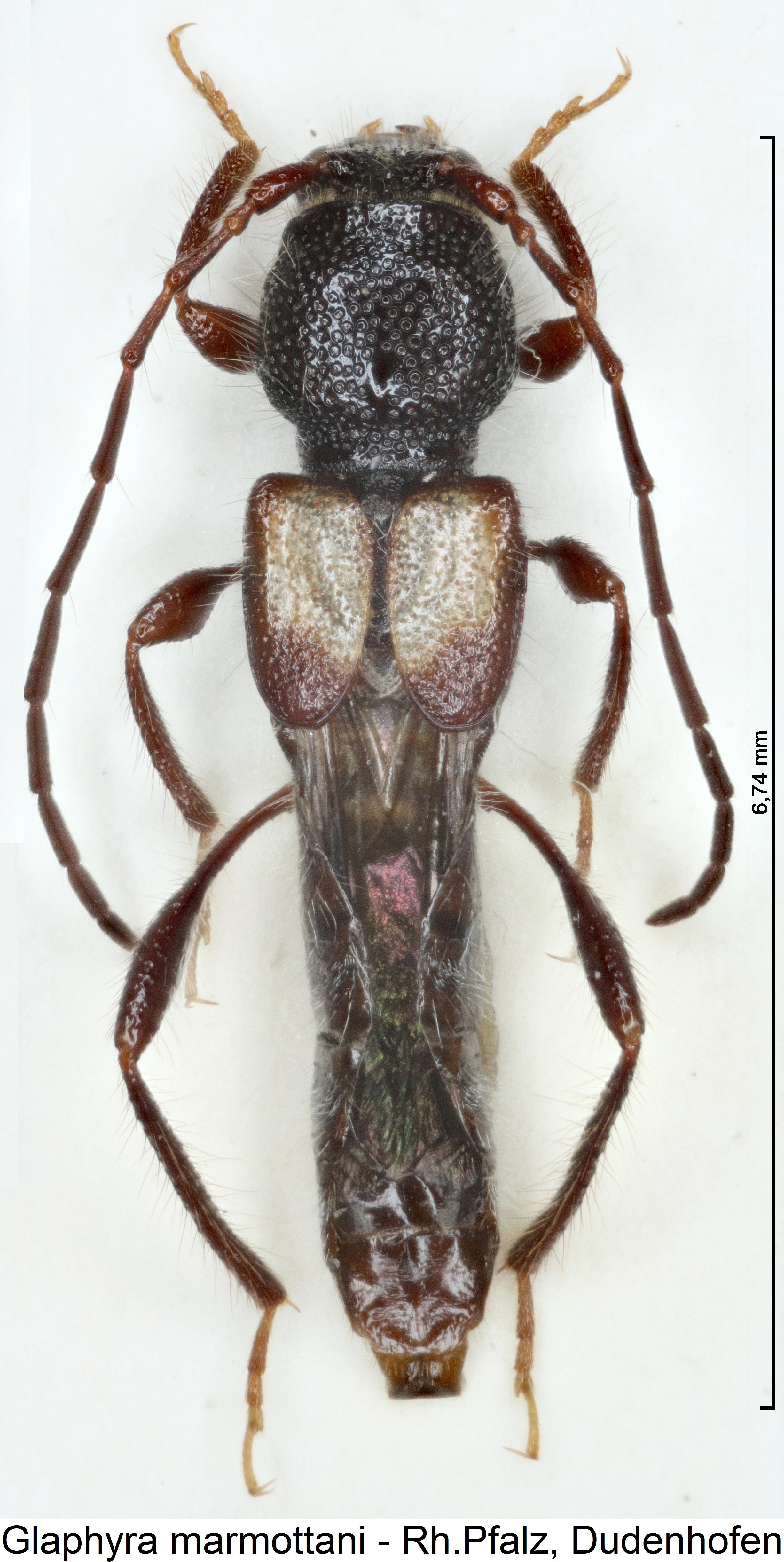 glaphyra_marmottani_hab.jpg