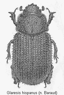 glaresis_hispanus_hab.gif