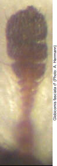 globicornis_fasciata_f.jpg