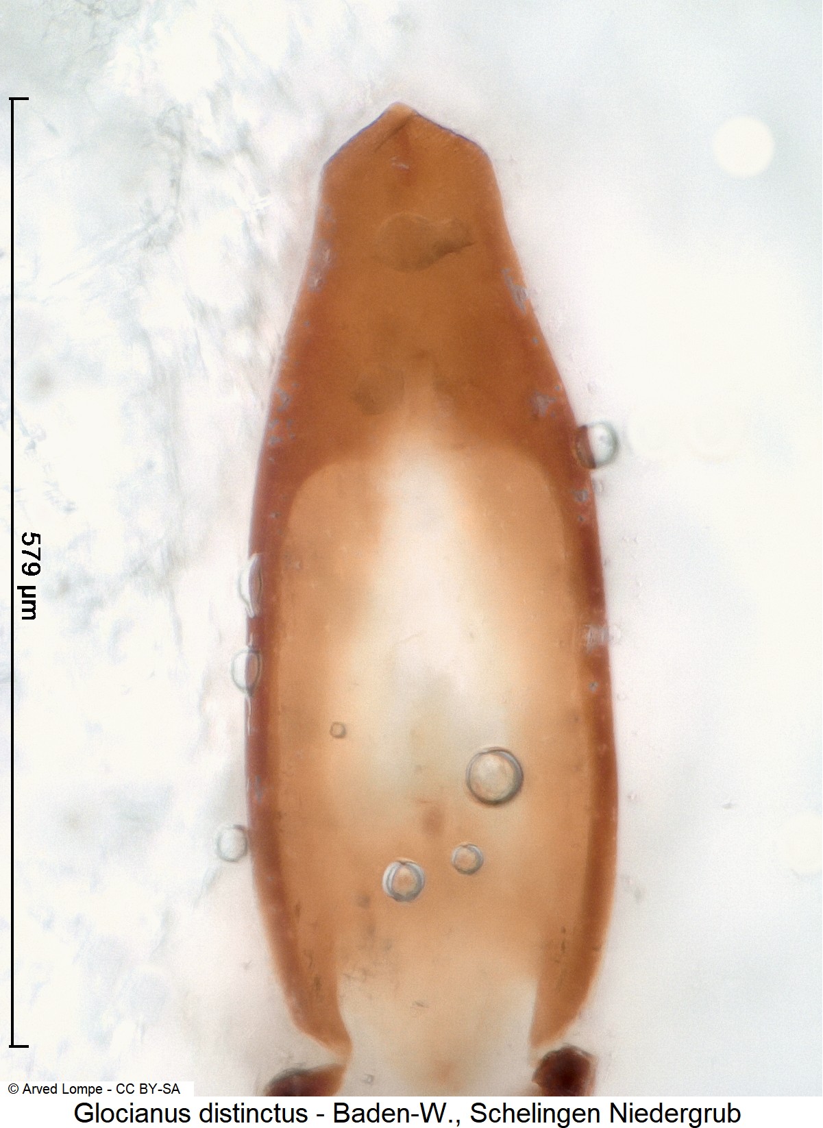 glocianus_distinctus_$15125.jpg