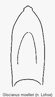 glocianus_moelleri.gif