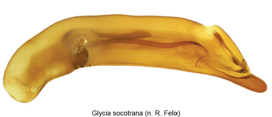 glycia_socotrana.jpg