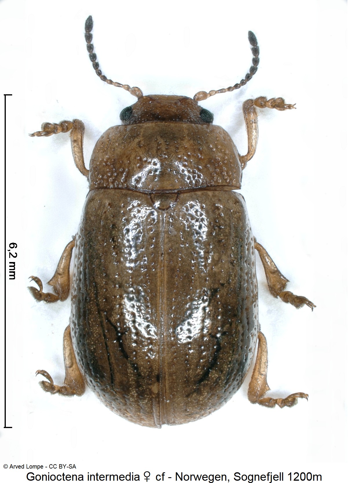 gonioctena_intermedia_w_ck33655639_hab.jpg