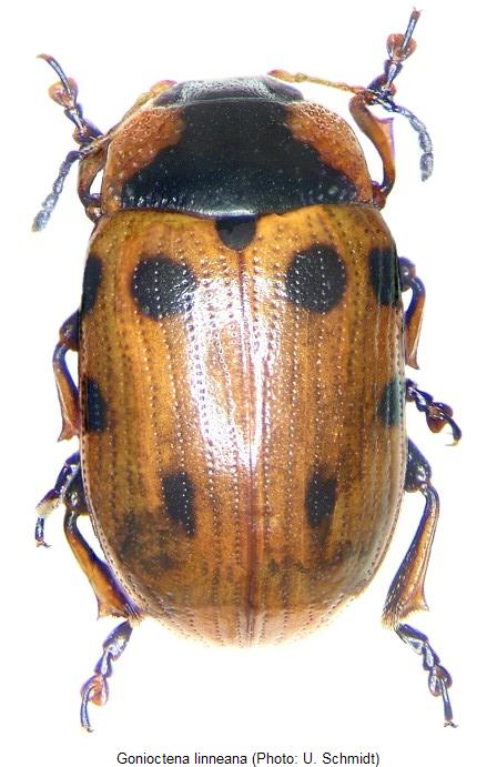 gonioctena_linneana_hab.jpg