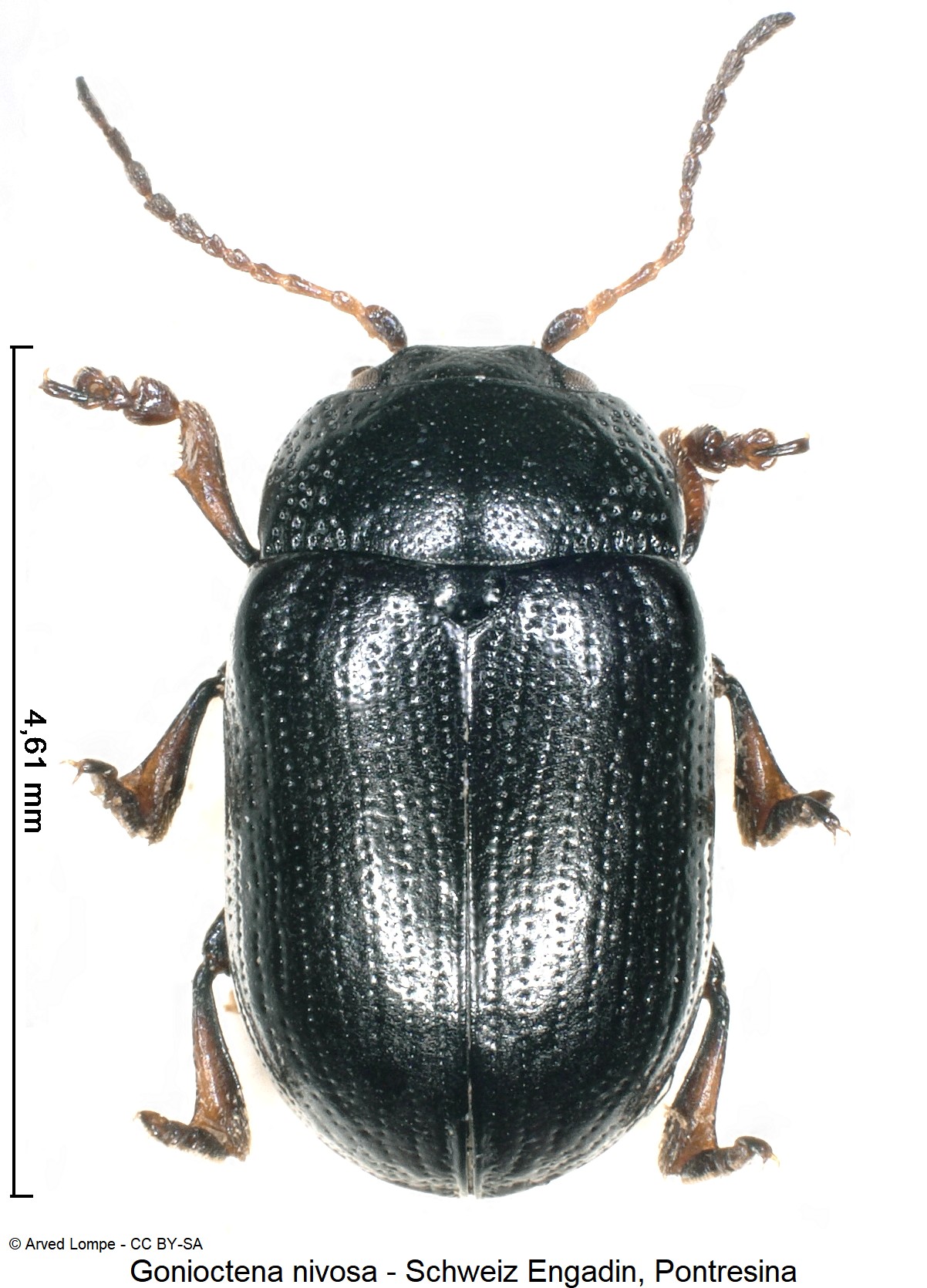 gonioctena_nivosa_ck11944_hab.jpg