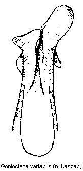 gonioctena_variabilis.gif