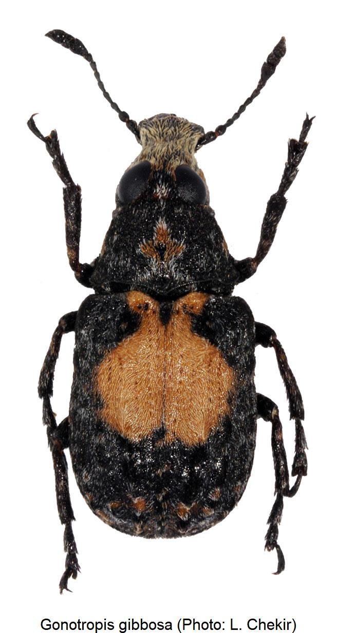 gonotropis_gibbosa_hab1.jpg