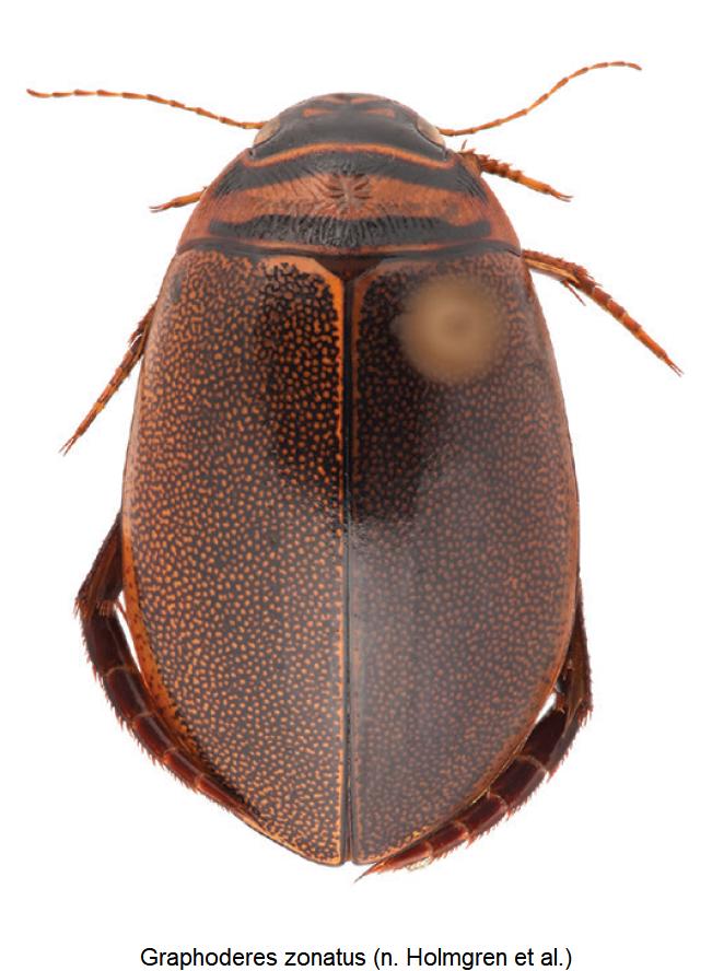 graphoderes_zonatus_hab.jpg