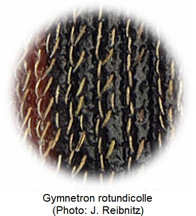 gymnetron_rotundicolle_ms.jpg