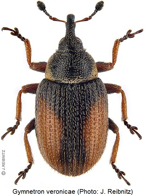 gymnetron_veronicae_hab.jpg