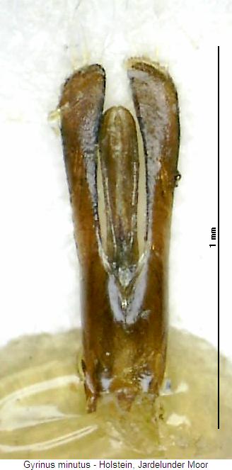 gyrinus_minutus.jpg