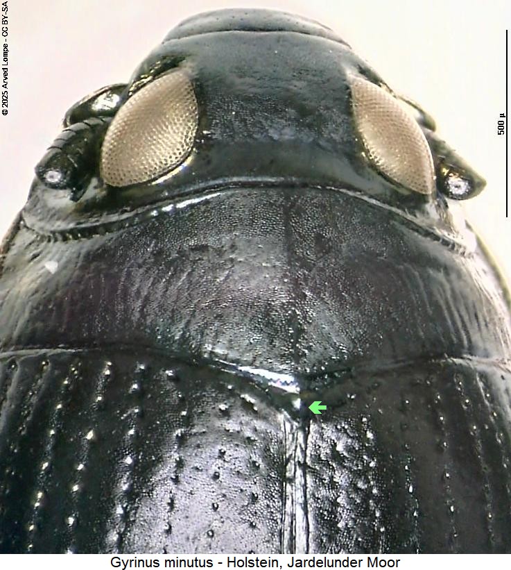 gyrinus_minutus_vk.jpg