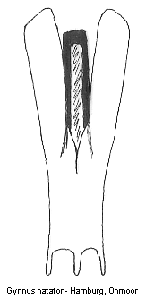 gyrinus_natator.gif