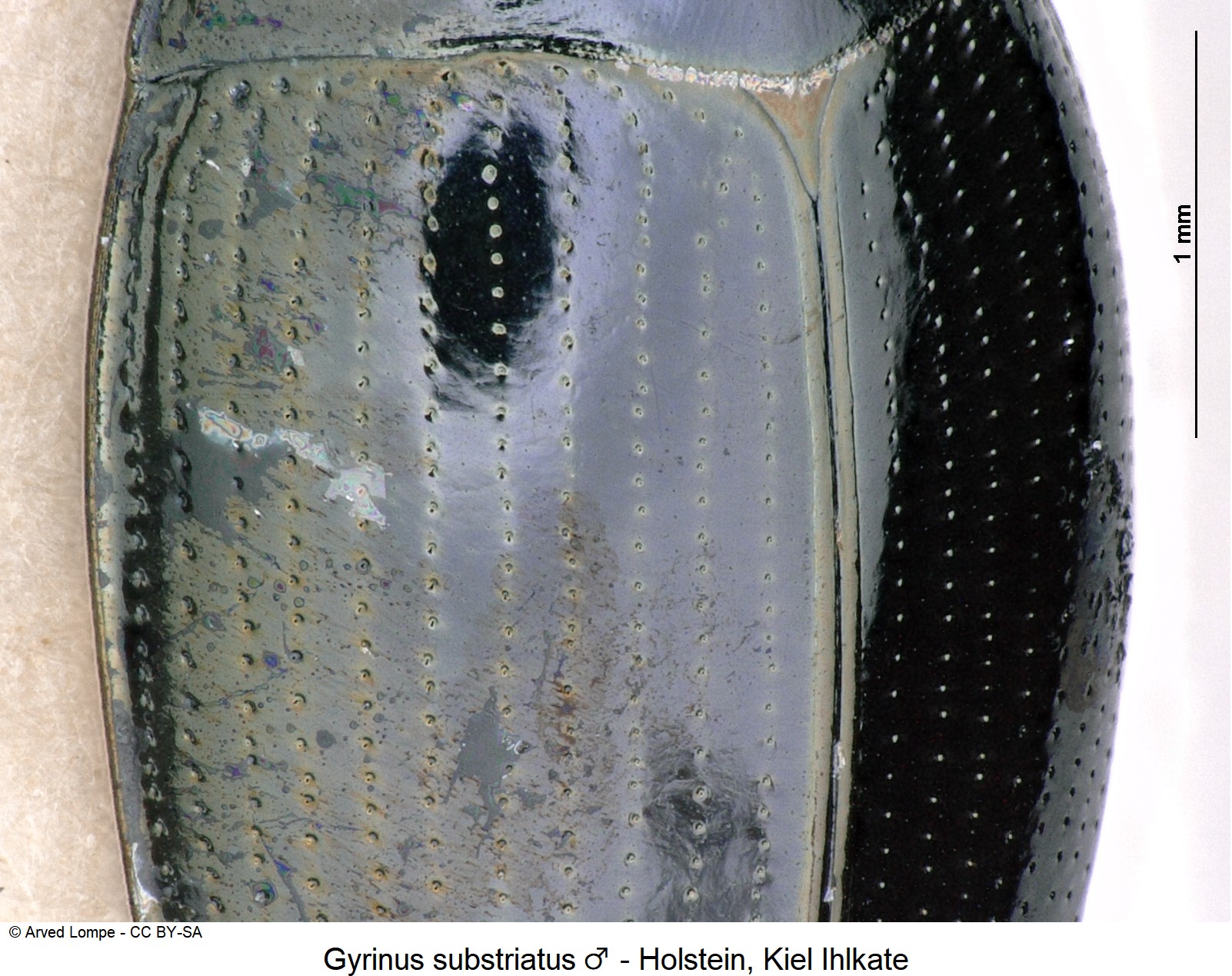gyrinus_substriatus_m_ck2925_fld.jpg
