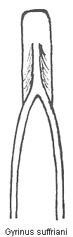 gyrinus_suffriani.gif