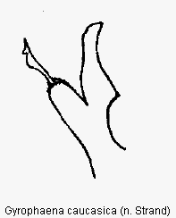 gyrophaena_caucasica.gif