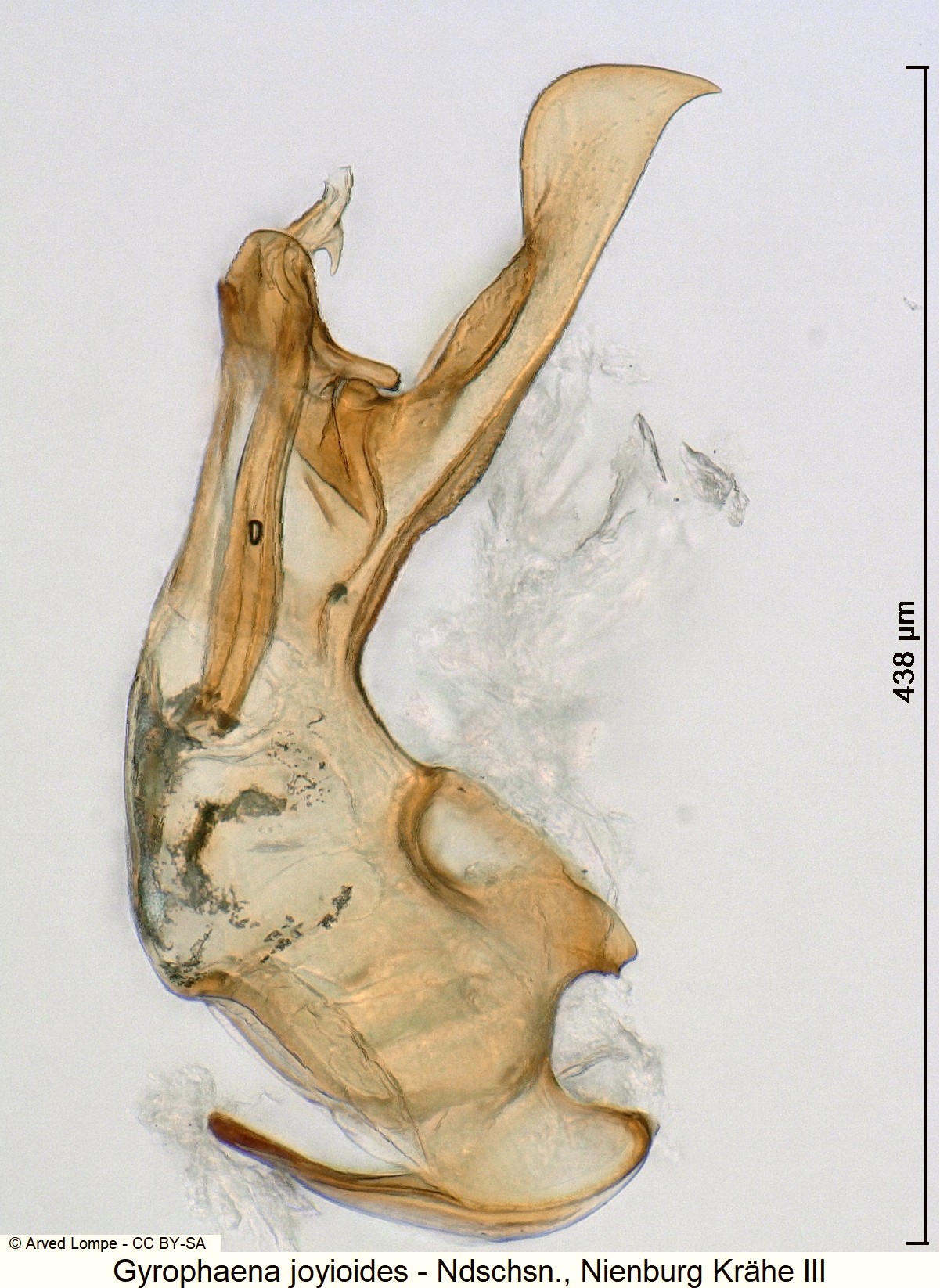gyrophaena_joyioides_ck20803.jpg