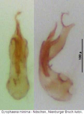 gyrophaena_minima4.jpg