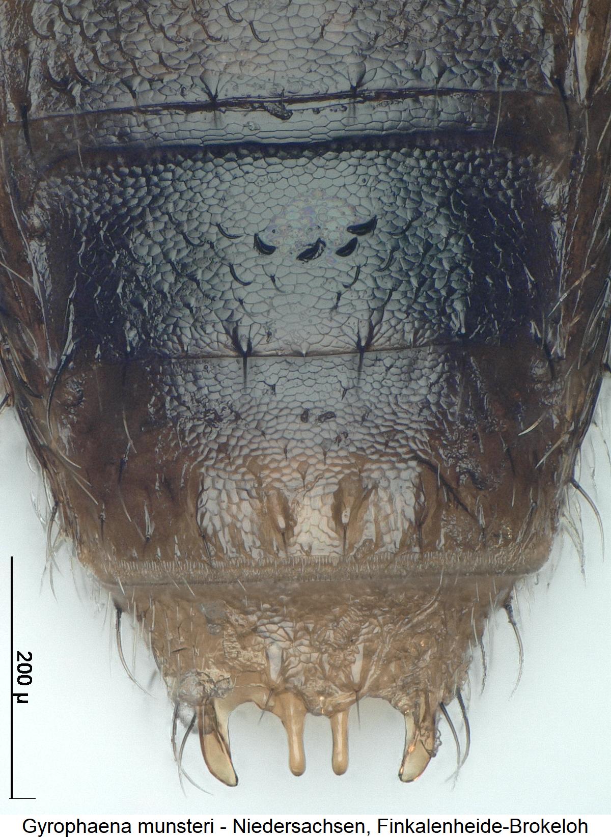 gyrophaena_munsteri_ter.jpg