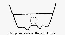 gyrophaena_rosskotheni_terg.gif