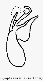 gyrophaena_rousi.gif