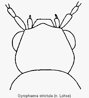 gyrophaena_strictula_k.gif