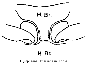 gyrophaena_unterseite.gif