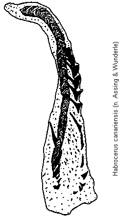 habrocerus_canariensis.gif
