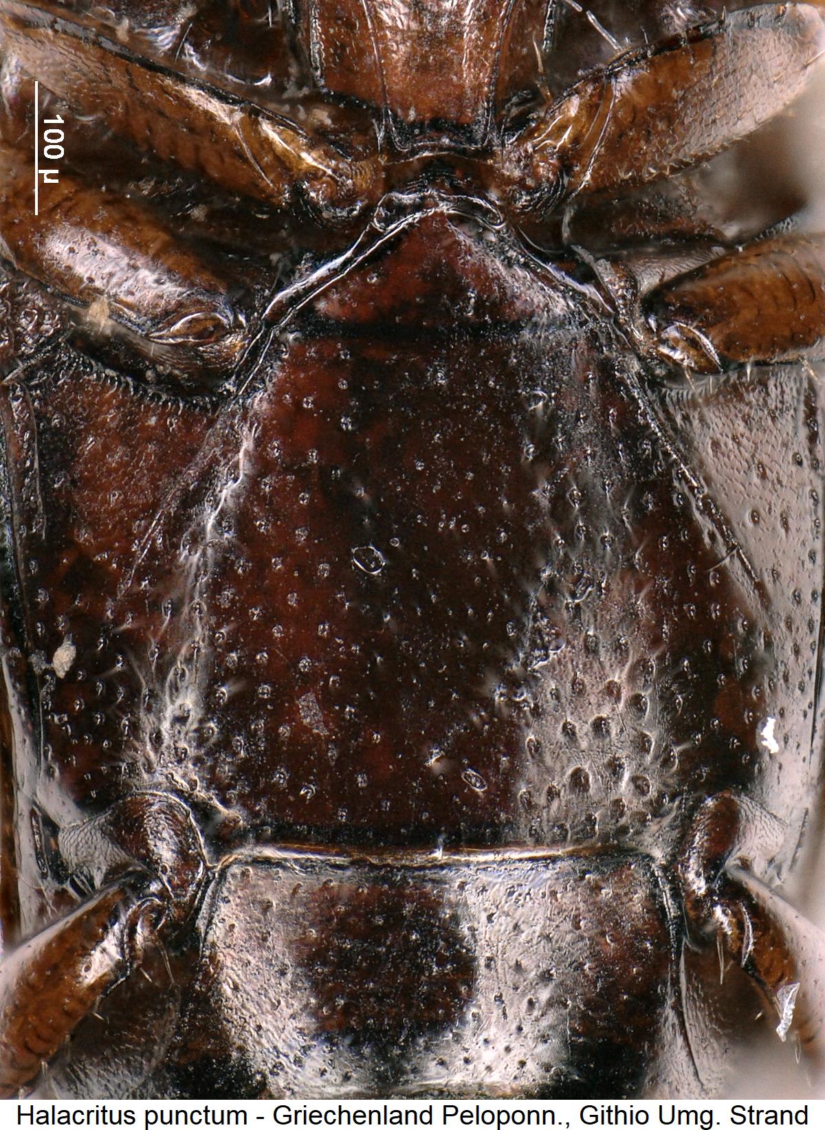 halacritus_punctum_mbr.jpg