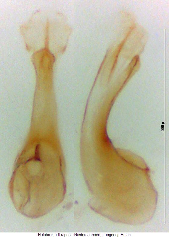 halobrecta_flavipes.jpg