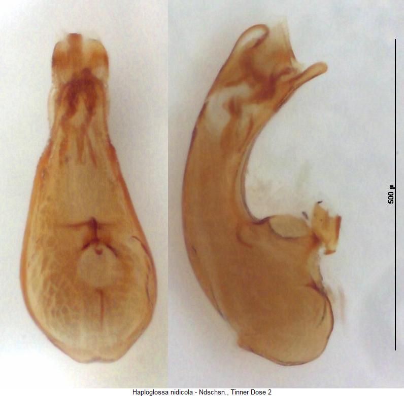 haploglossa_nidicola.jpg