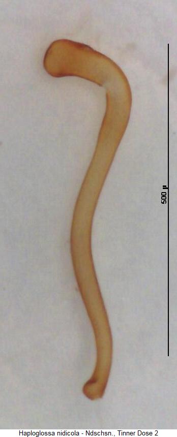 haploglossa_nidicola_sperm.jpg