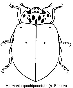 harmonia_quadripunctata_hab0.gif