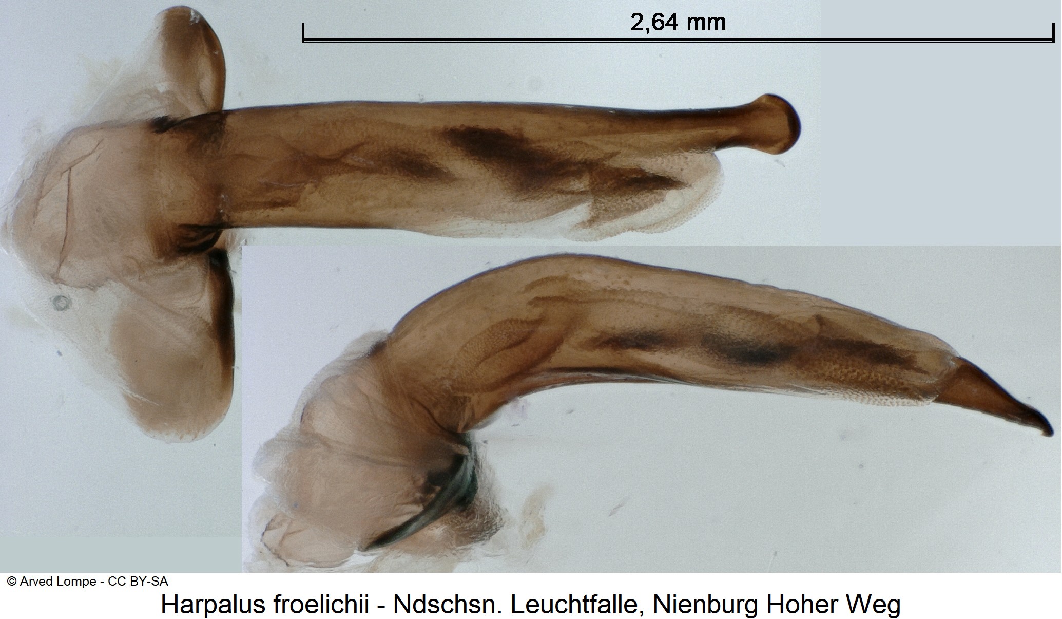 harpalus_froehlichii_ck36247124.jpg
