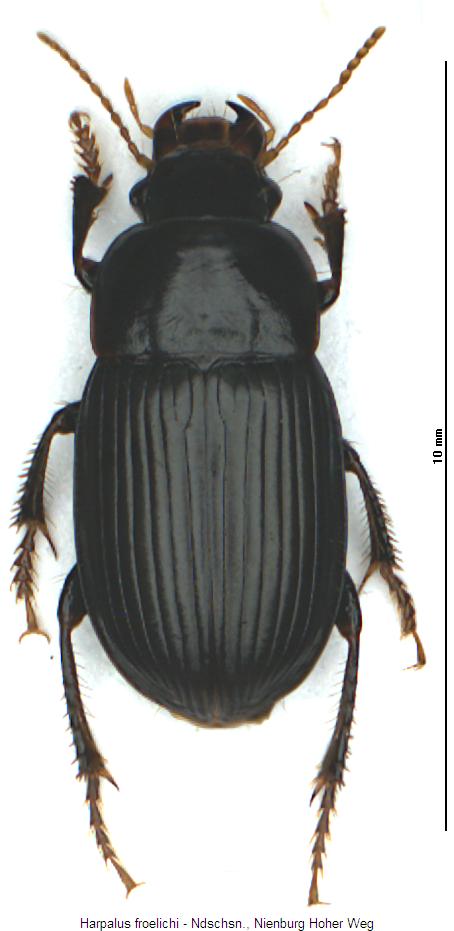 harpalus_froelichi_hab.jpg