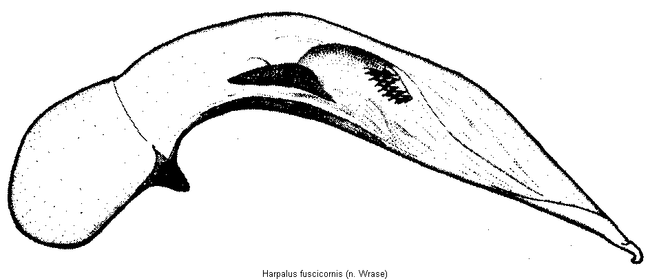 harpalus_fuscicornis.gif