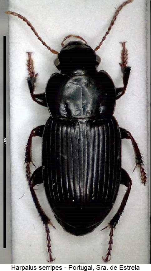 harpalus_serripes_hab.jpg