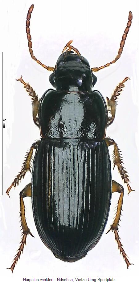 harpalus_winkleri_hab.jpg