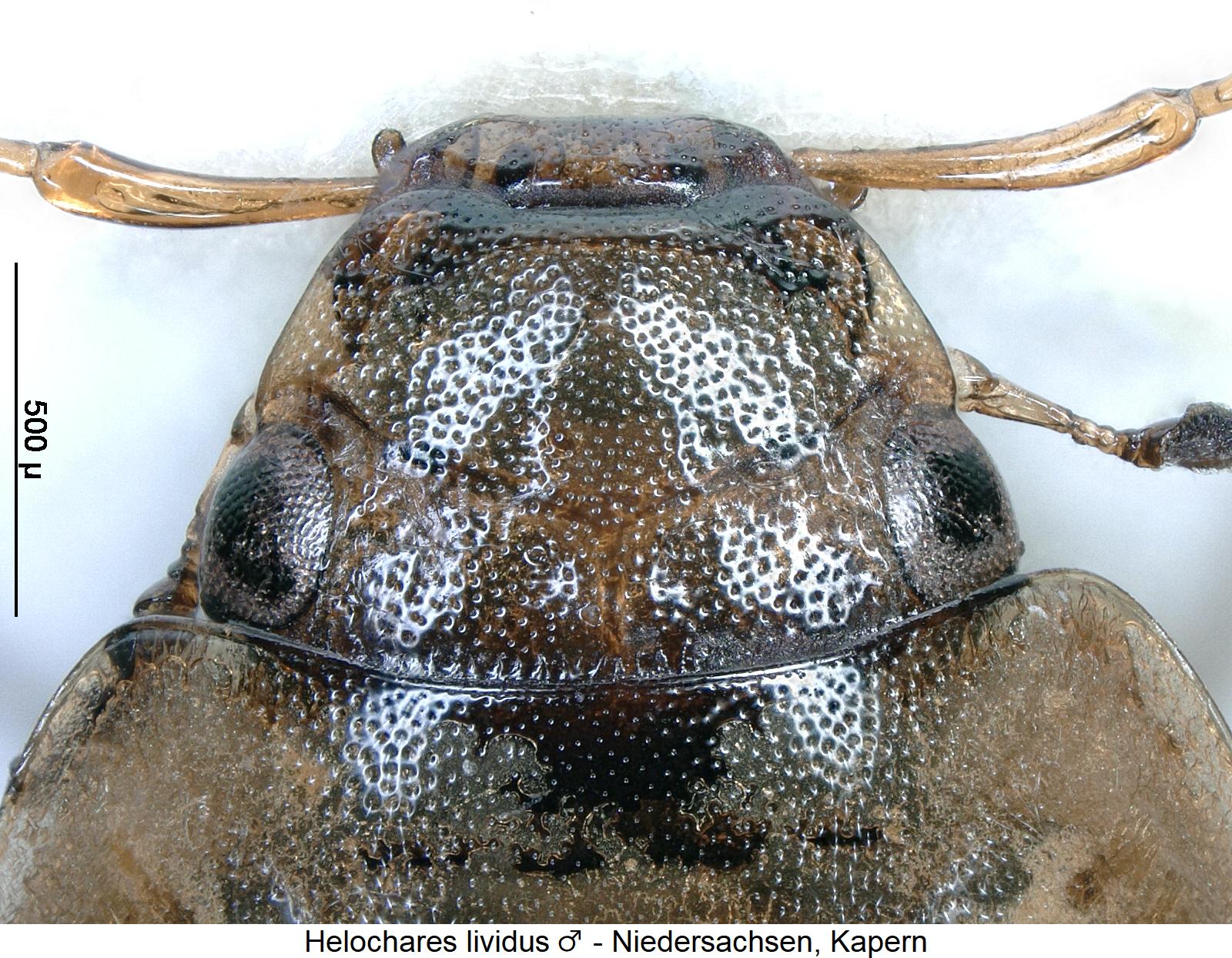 helochares_lividus_m_k.jpg